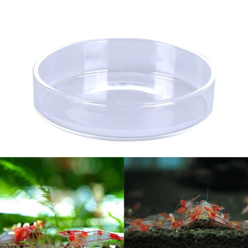 Szklana miska do karmienia akw – Baby Food Shrimp recenzja i cena